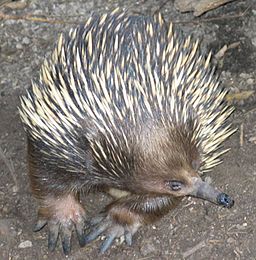 Echidna at
                  Melvourne Zoo