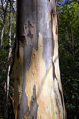 Blue gum trunk