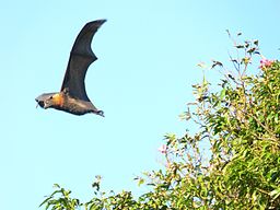 Flying fox