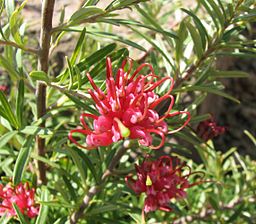 Grevillea