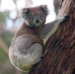 Koala
                  climbing a tree