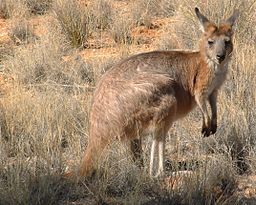 Kangaroo