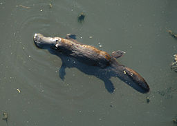 Platypus