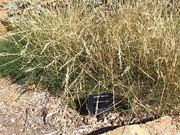 Spinifex