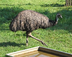 Emu