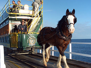 Victor Harbor
          horse drawing tram