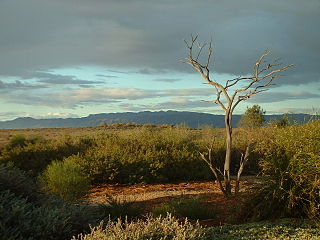 Port Augusta
          Arid Gardens