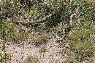 Common brown snake