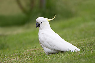 Sulphur Crested Cockatoo