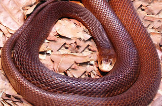 Taipan