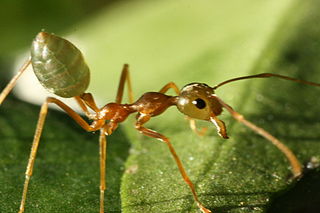 Green tree ant