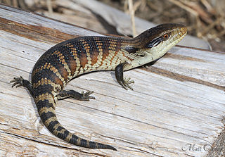 Blue tongued lizard