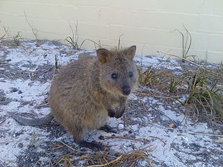 Quokka