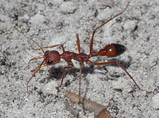 Bull ant