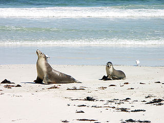 Sea Lion Seal
          Bay Kangaroo Island