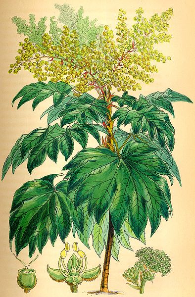 T. papyrifera