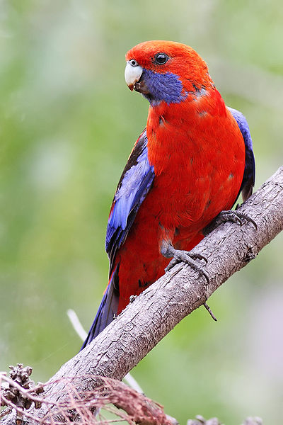 crimson rosella