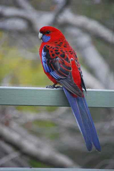 rosella