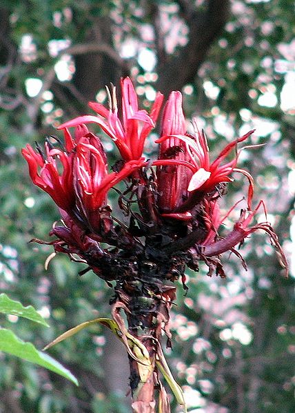 Royal Botanic Gardens