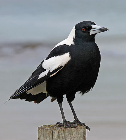 Magpie