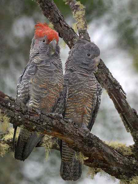 Gang Gang Cockatoos