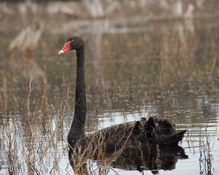 black swan