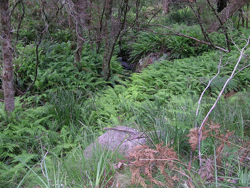 Cathedral Rock Fern Gully