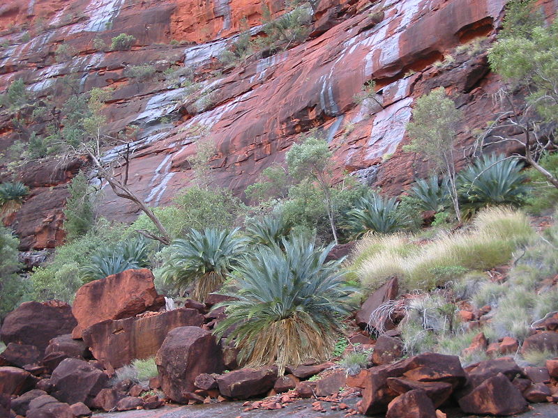 Cycad Gorge