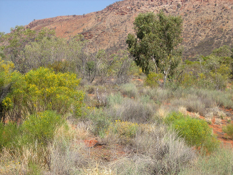 Desert grass
and bush near Uluru