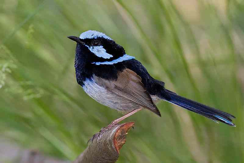 superb
fairy wren
