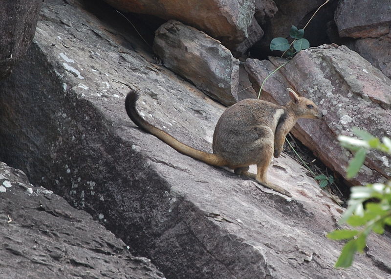 Rock
wallaby