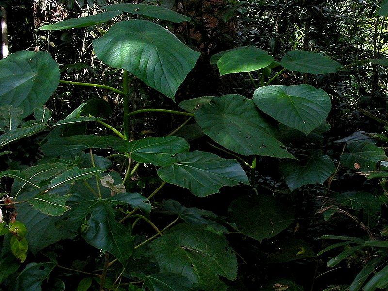 Stinging tree, n. Qld