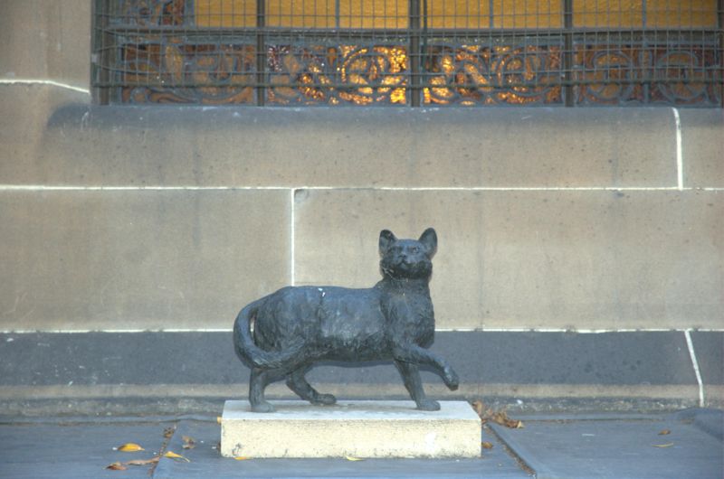 Flinders' cat Trim