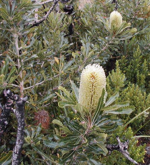 Banksia