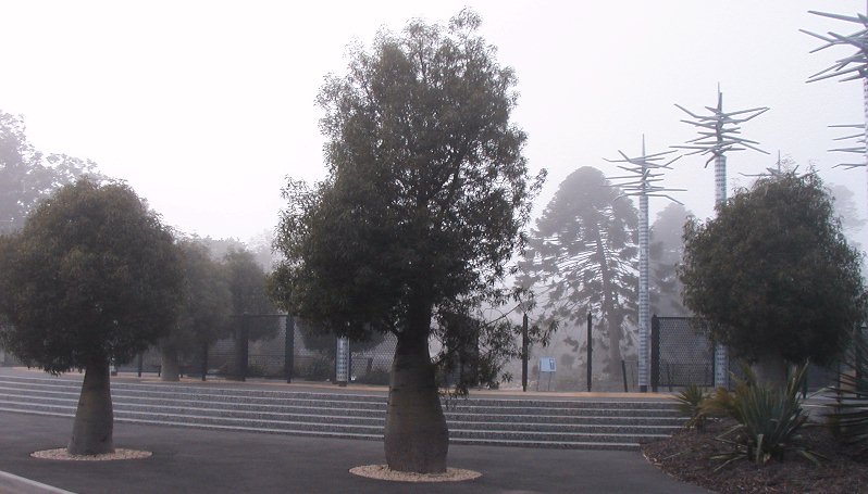 Geelong Botanical B rupestris