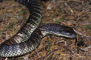 Tiger snake