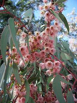 red Eucalypt blossoms
