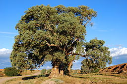 Redgum