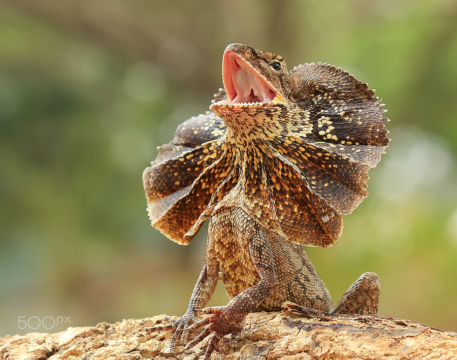 Frill necked lizard