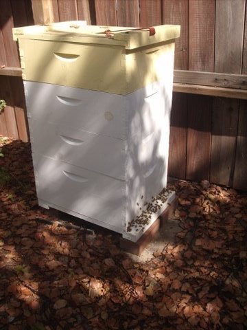 bee hive