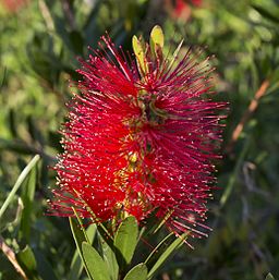 Callistemon