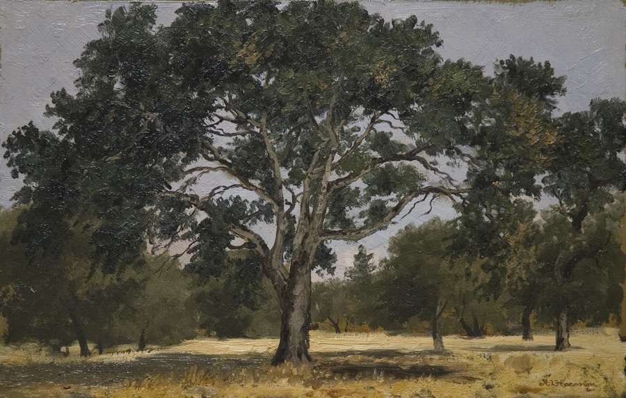 Oak Tree