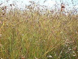 Kangaroo
                  grass