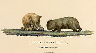 King Island Wombats