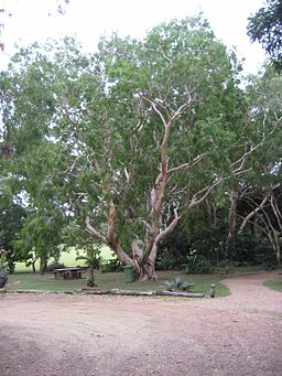 Tea tree in
                  Cooktown Botanic Gardens