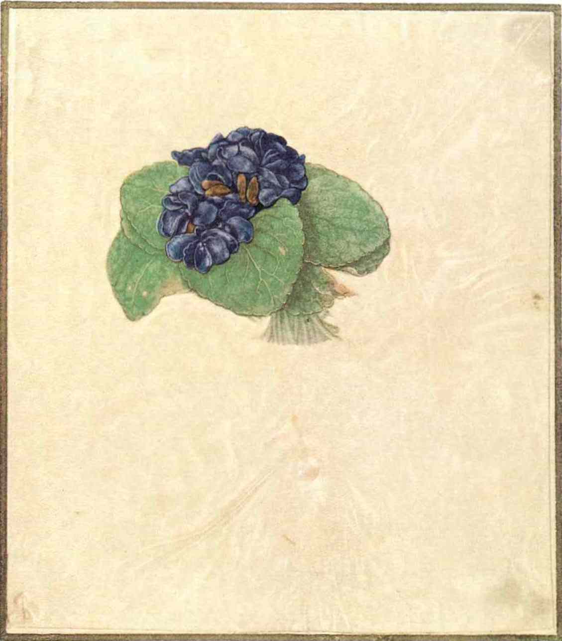D&uuml;rer_Nosegay_of_Violets_ca_1503_Albertina