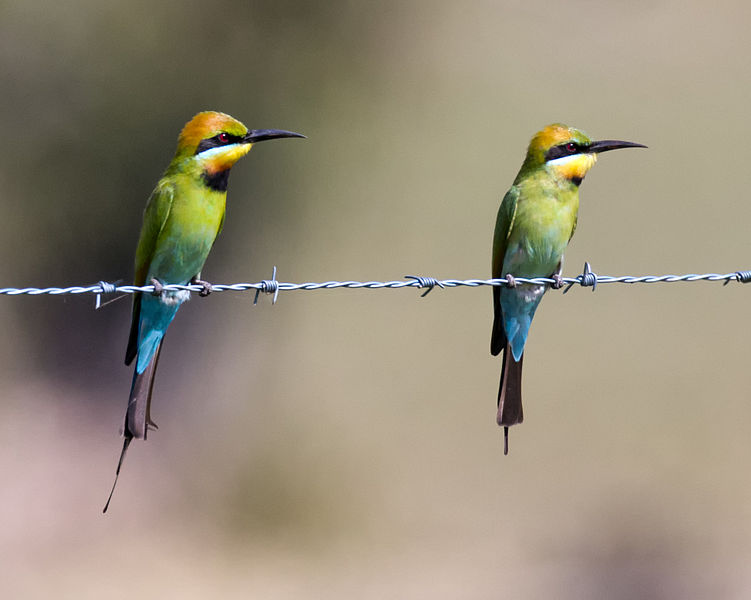 Rainbow bee eater