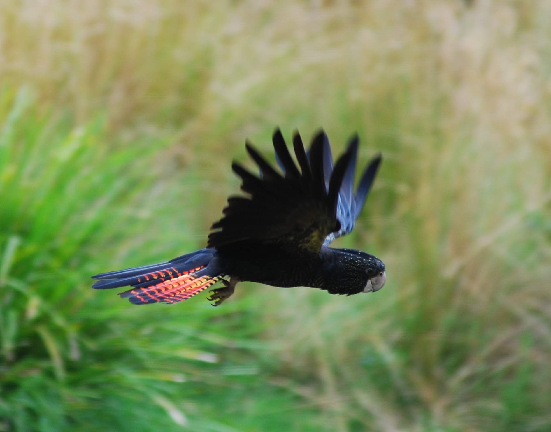 Red-tailed Black
Cockatoo