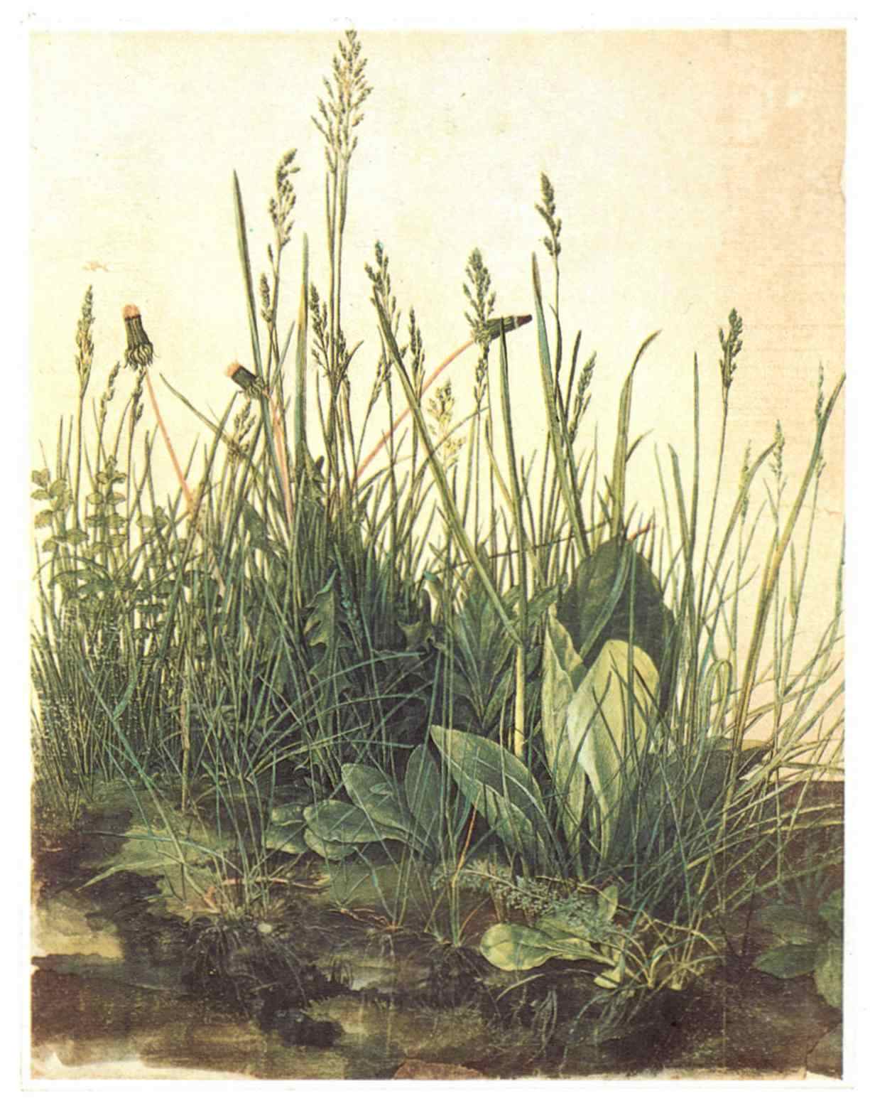 D&uuml;rer_Tall_Grass_1503_Albertina
