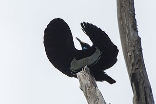 Rifle bird displaying